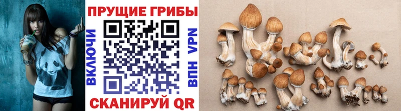 Псилоцибиновые грибы Psilocybe  Первоуральск 